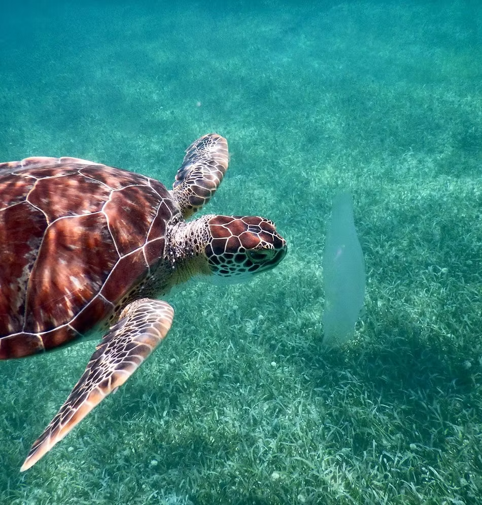 Sea turtle swimming over seagrass in clear turquoise water off Culebra, Puerto Rico