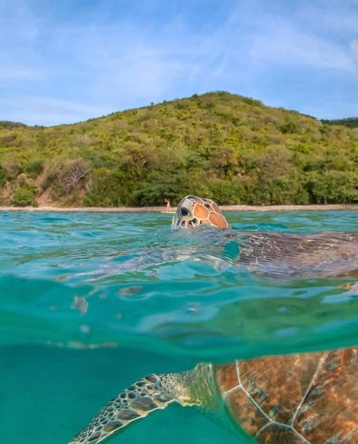 Sea turtle surfacing in clear turquoise water with lush green hills and a sandy beach in the background, Culebra